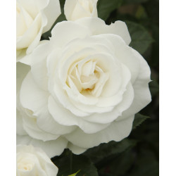 Baby Snow White  (Potted Rose)